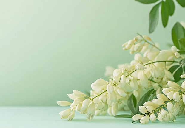 Sophora (1)